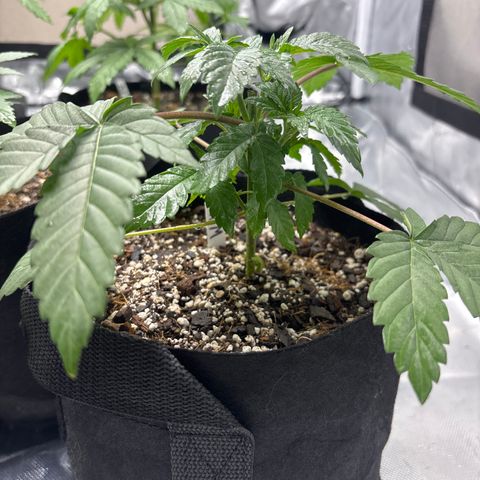 Animal Mintz growlog timeline photo