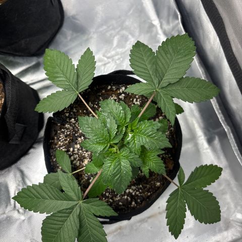 Animal Mintz growlog timeline photo