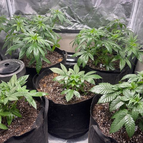 Mango Kush growlog timeline photo