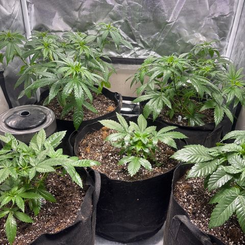 Mango Kush growlog timeline photo