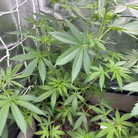 Mango Kush growlog timeline photo