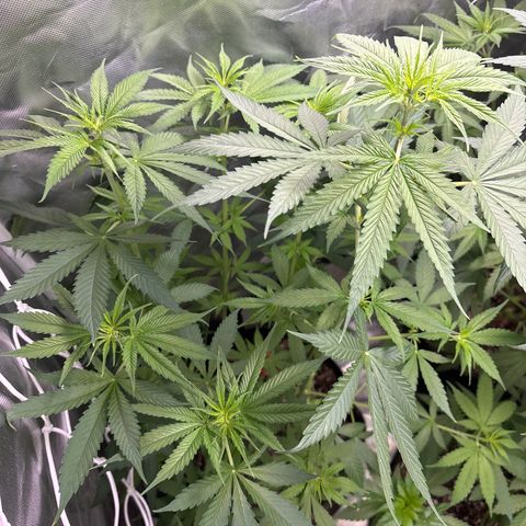 Mango Kush growlog timeline photo