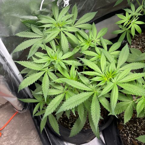 Cherry Runtz  growlog timeline photo