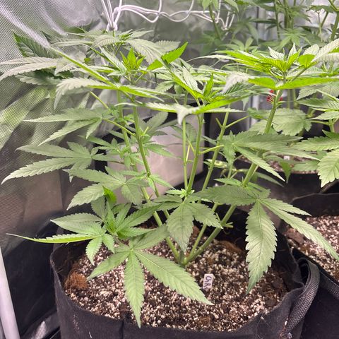 Cherry Runtz  growlog timeline photo