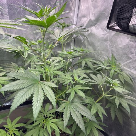 Apple Betty growlog timeline photo