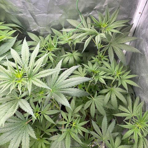 Apple Betty growlog timeline photo