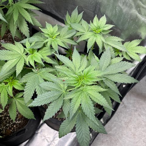 Animal Mintz growlog timeline photo