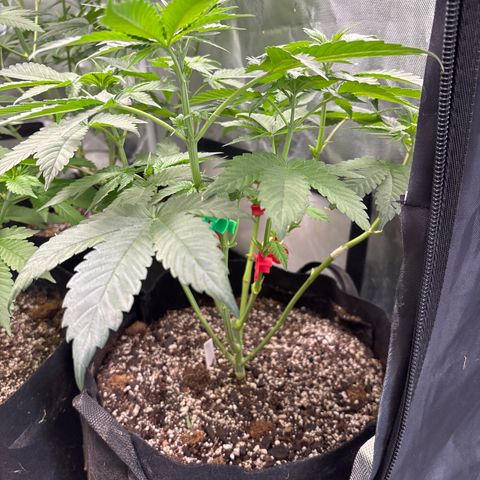 Animal Mintz growlog timeline photo