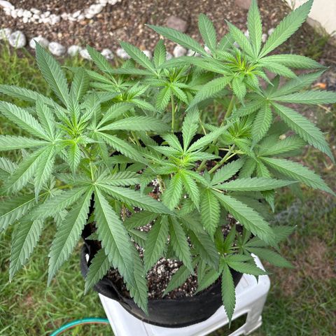 Cherry Runtz  growlog timeline photo