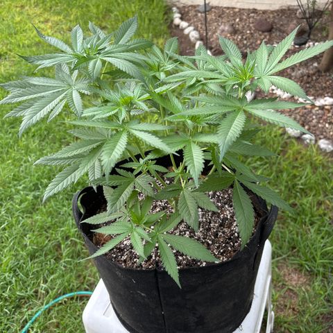 Cherry Runtz  growlog timeline photo