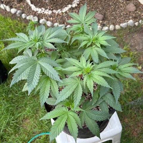 Animal Mintz growlog timeline photo