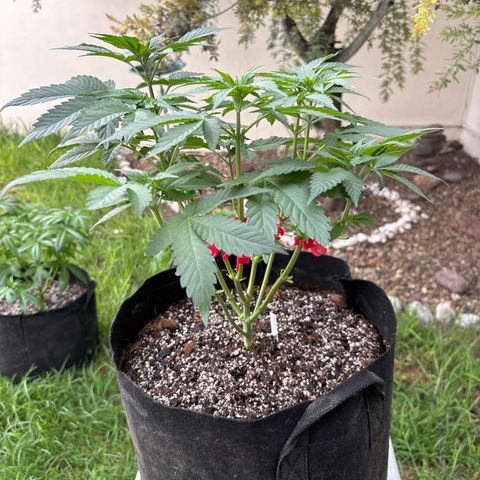 Animal Mintz growlog timeline photo
