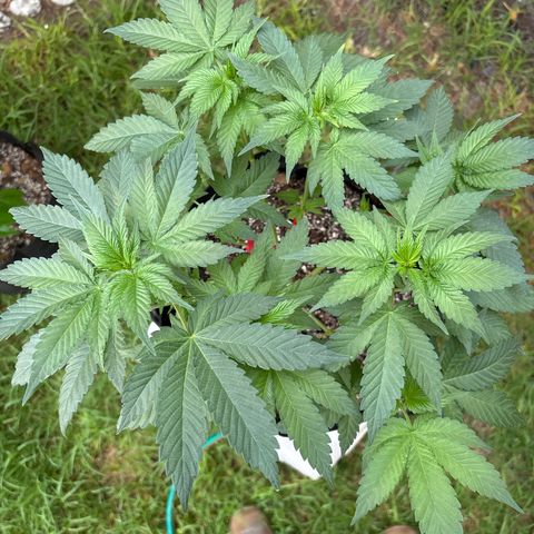 Animal Mintz growlog timeline photo