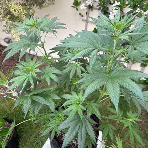 Apple Betty growlog timeline photo