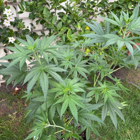 Apple Betty growlog timeline photo