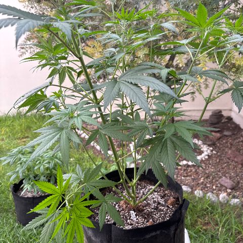 Apple Betty growlog timeline photo