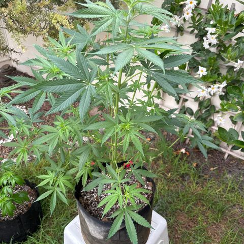 Mango Kush growlog timeline photo