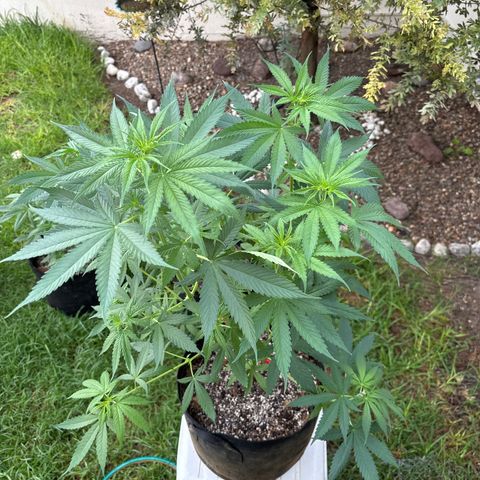 Mango Kush growlog timeline photo