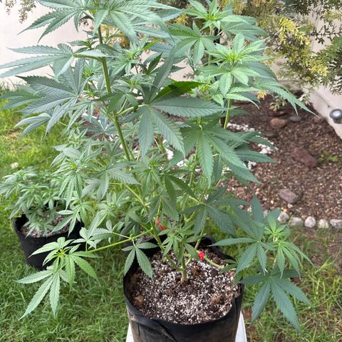 Mango Kush growlog timeline photo