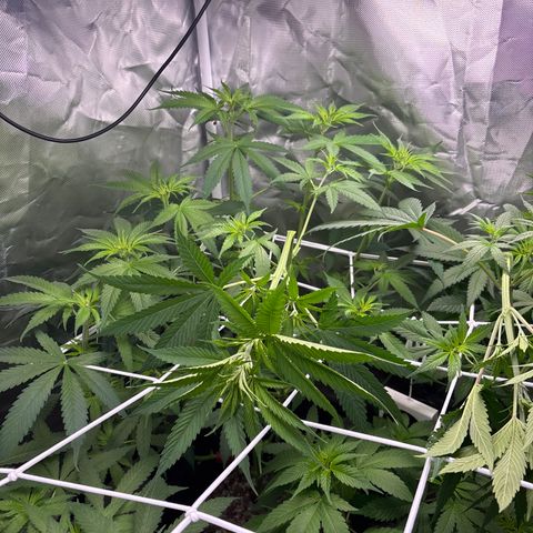 Mango Kush growlog timeline photo