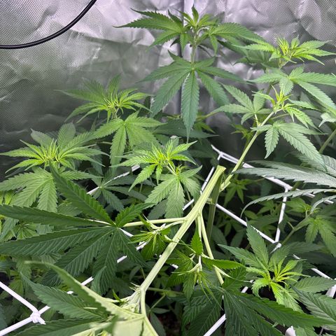 Mango Kush growlog timeline photo