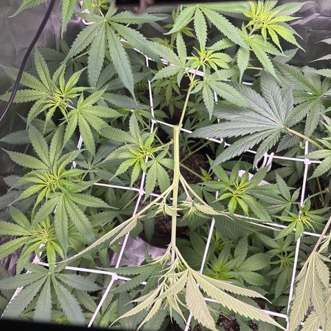 Mango Kush growlog timeline photo