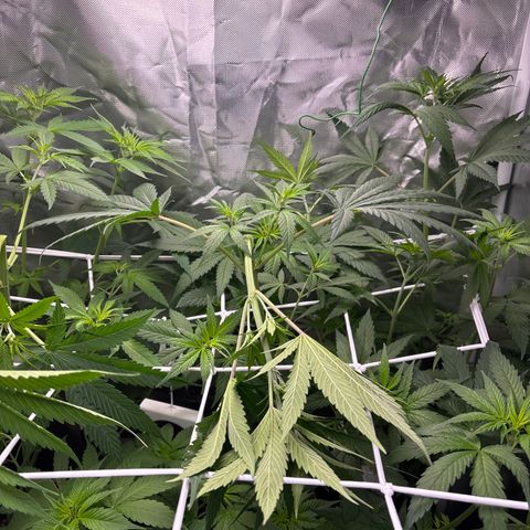 Apple Betty growlog timeline photo