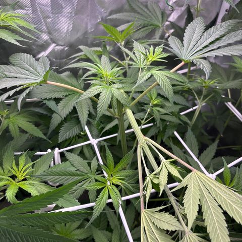 Apple Betty growlog timeline photo