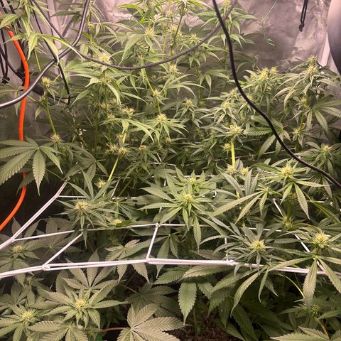 Mango Kush growlog timeline photo