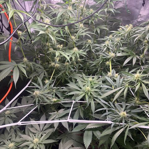 Mango Kush growlog timeline photo