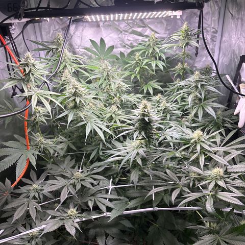 Mango Kush growlog timeline photo