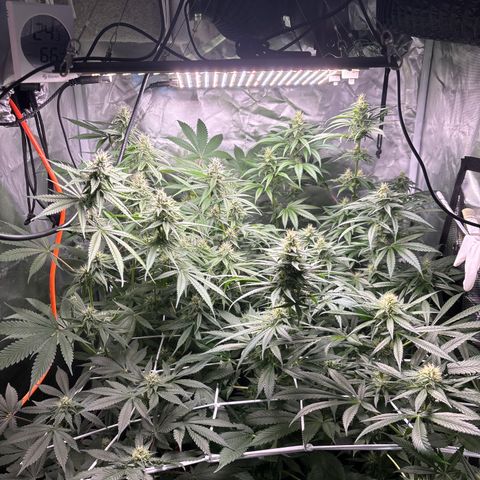 Mango Kush growlog timeline photo