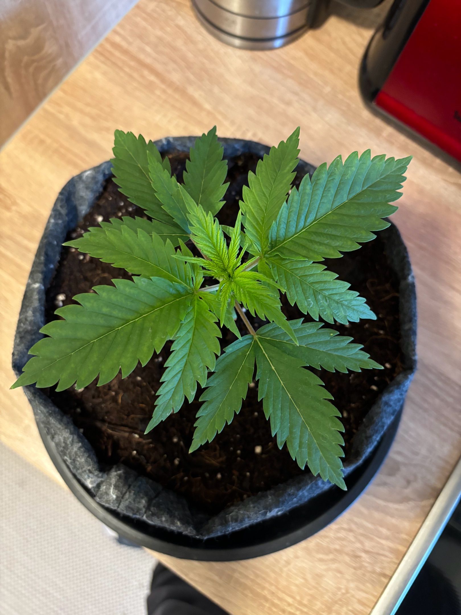 Special Queen 1 growlog header