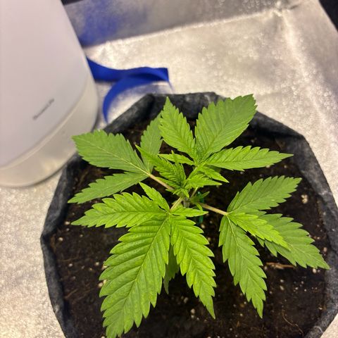 Special Queen 1 growlog photo