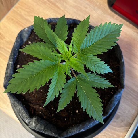 Special Queen 1 growlog photo