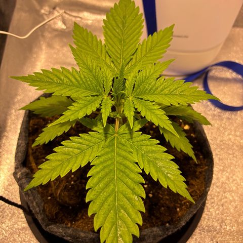 Special Queen 1 growlog photo