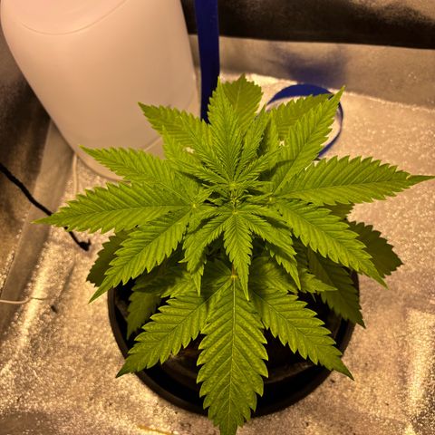 Special Queen 1 growlog timeline photo