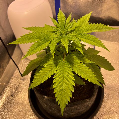 Special Queen 1 growlog photo
