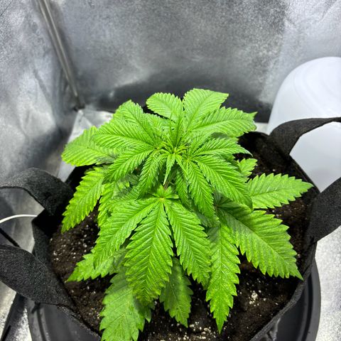 Special Queen 1 growlog photo: Umgetopft