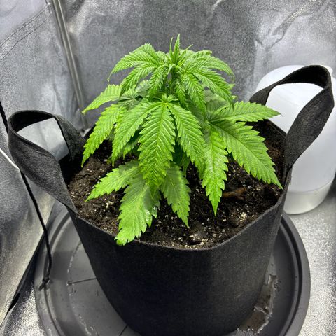 Special Queen 1 growlog timeline photo