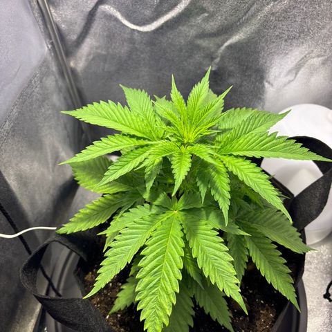 Special Queen 1 growlog timeline photo