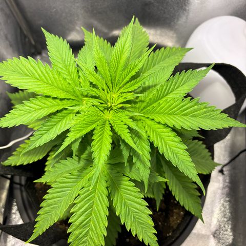 Special Queen 1 growlog timeline photo