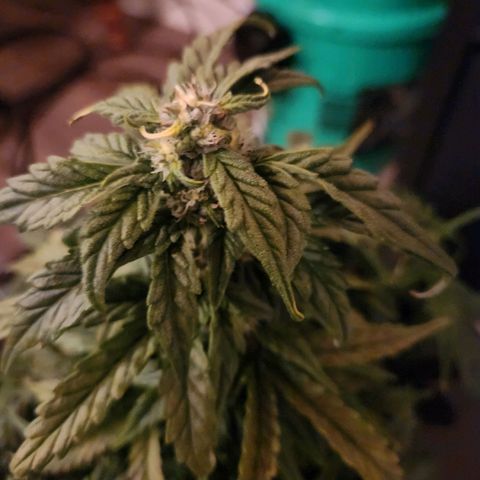 Lost Elephant growlog timeline photo