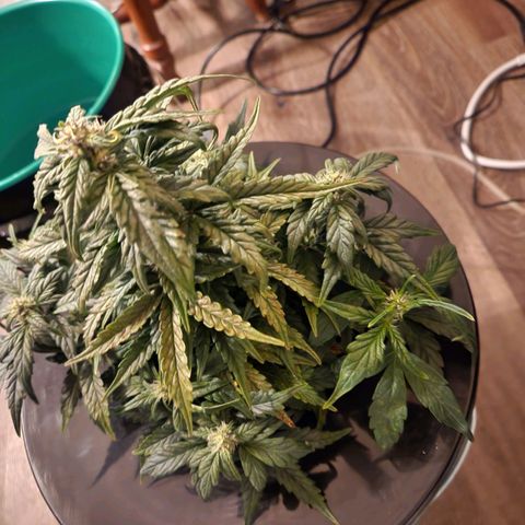 Lost Elephant growlog timeline photo