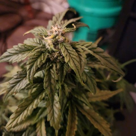 Lost Elephant growlog timeline photo