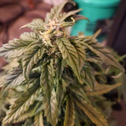 Lost Elephant growlog timeline photo