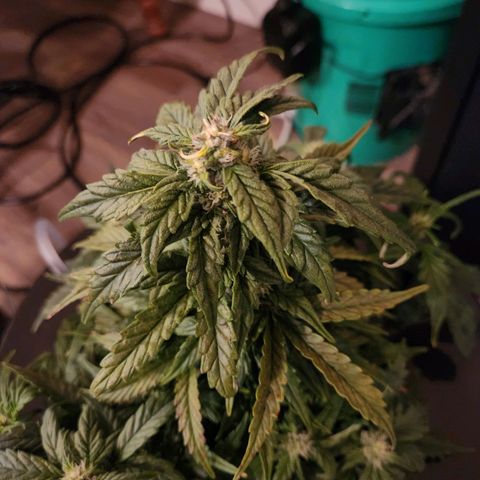 Lost Elephant growlog timeline photo