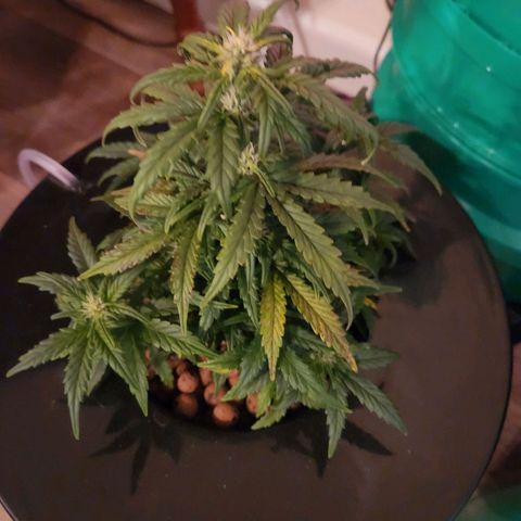Lost Elephant growlog timeline photo