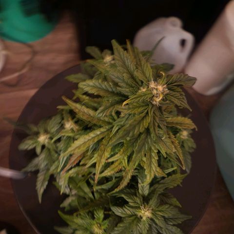 Lost Elephant growlog timeline photo