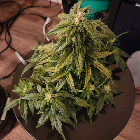 Lost Elephant growlog timeline photo